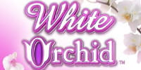 White Orchid