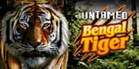 Untamed Bengal Tiger